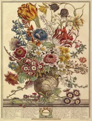 März, aus Zwölf Monate Blumen von Robert Furber, graviert von Henry Fletcher
